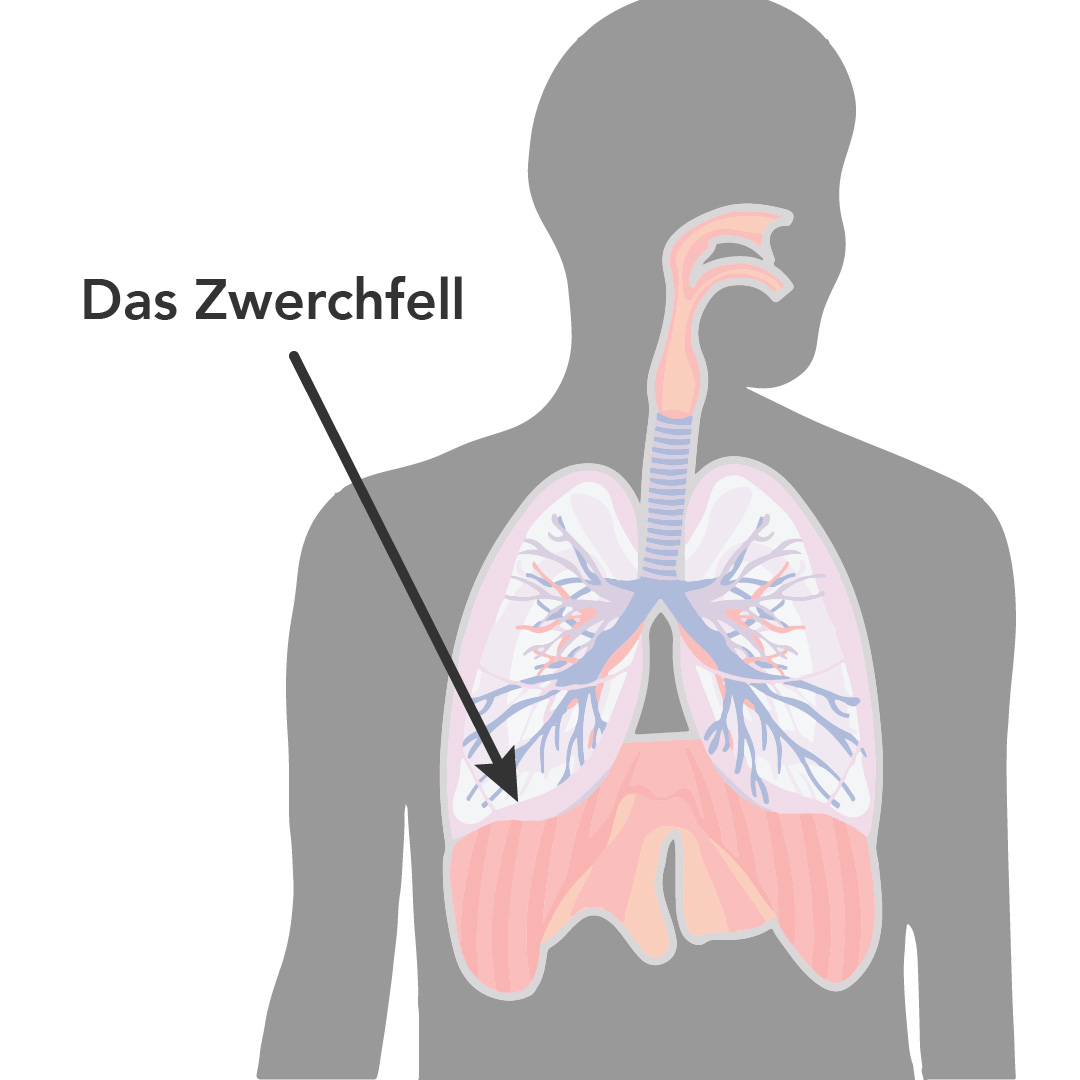 Das Zwerchfell liegt unterhalb der Lunge